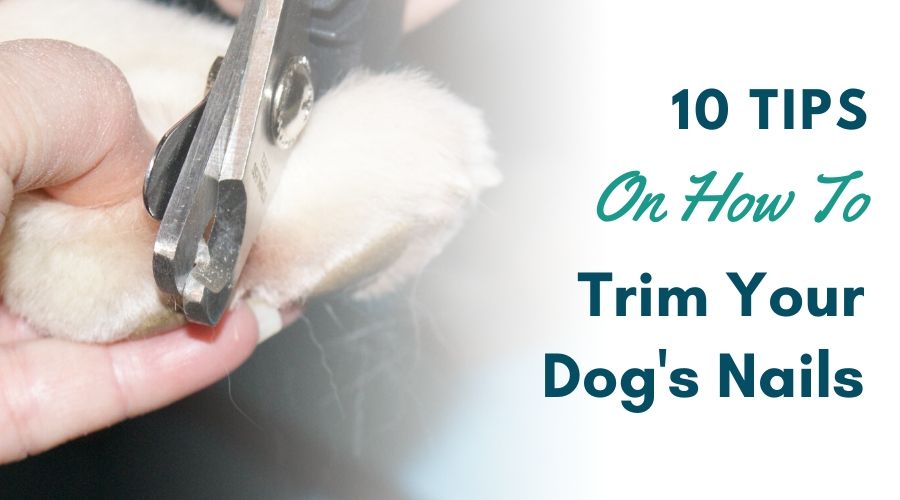 10 Tips On How To Trim A Dog’s Nails